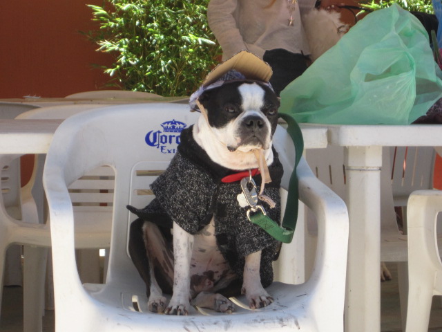 Dog inDog in Sherlock Holmes Costume