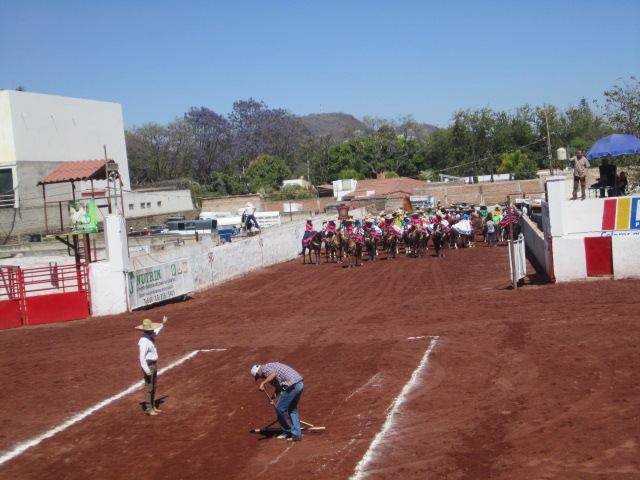 Horses Coming into Ring