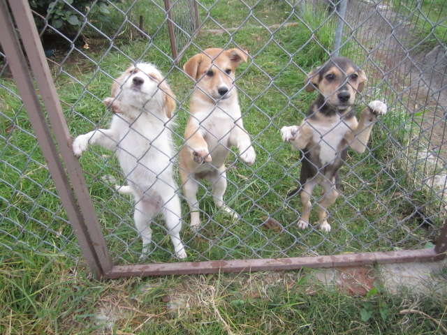 The Puppies greeting us