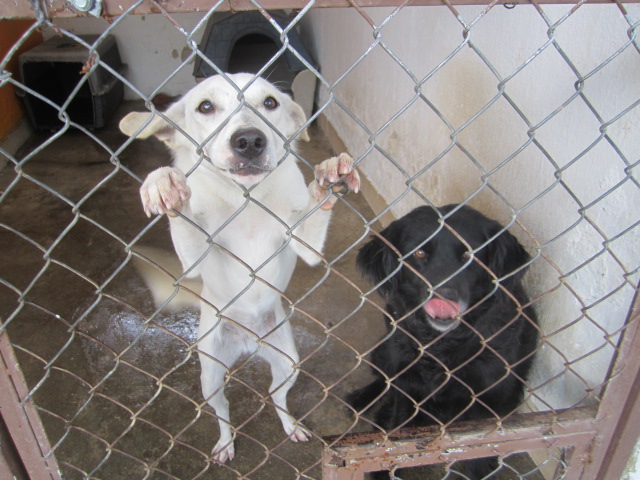 White dog and Black dog in cage