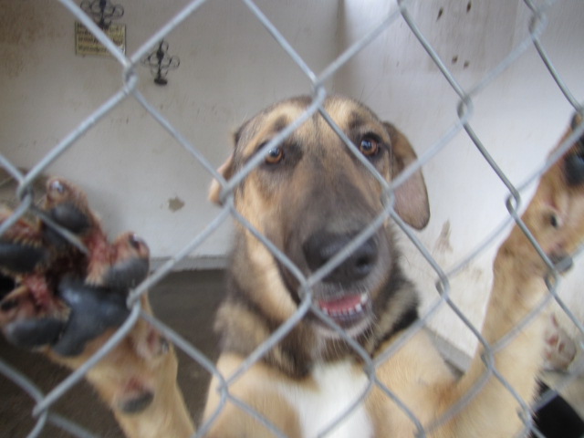 Big dog in a cage