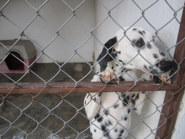 Dalmatian in a cage