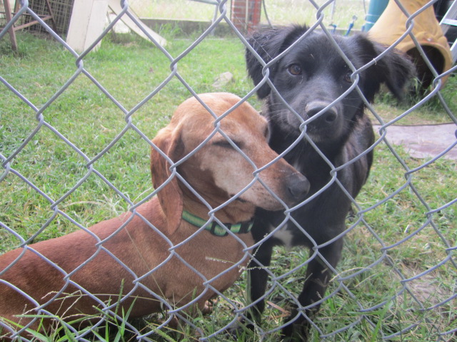 Two dogs in a cage