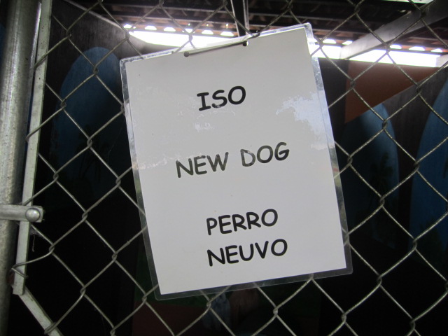New dog sign