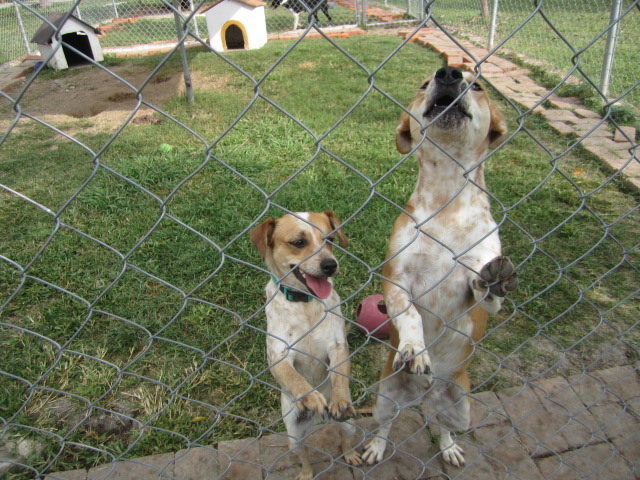 Two dogs in a cage