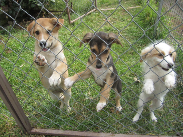 Puppies saying good bye