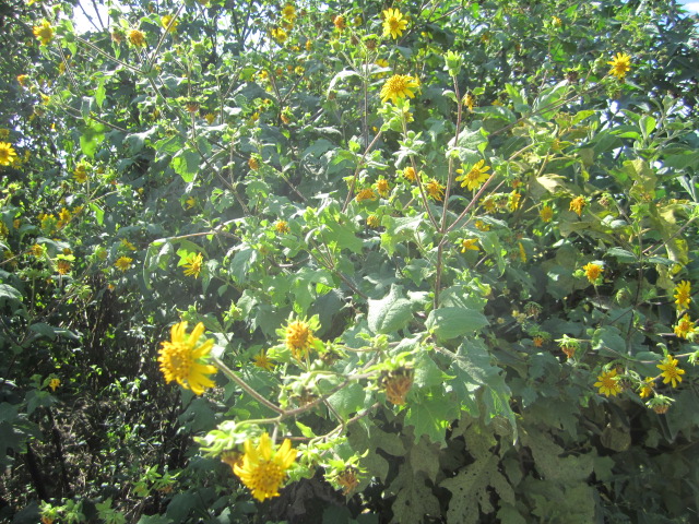 Wild Flowers