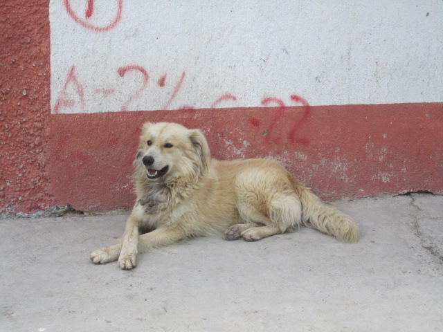 Street Dog by Butcher Shop