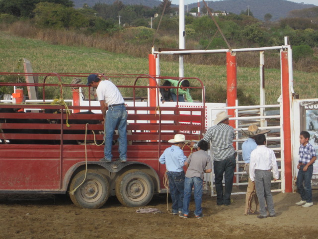Bringing in the Bulls