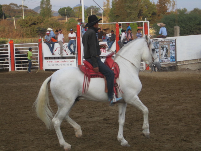 Dancing Horse