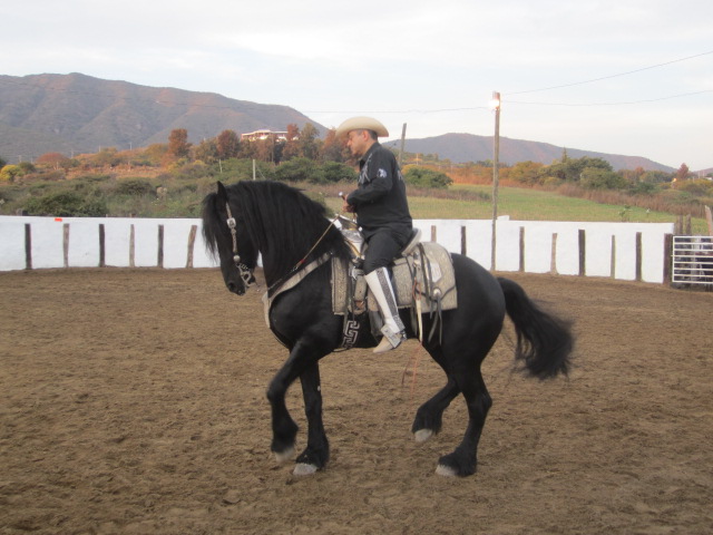 Dancing Horse