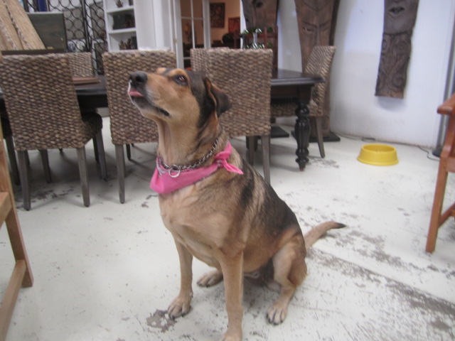 The dog, Musa