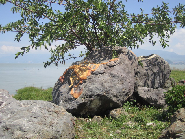 Scorpion on a Rock