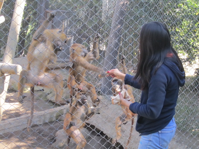 Monkeys being fed
