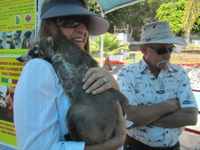 WoWoman Holding a S.A. Raccoon