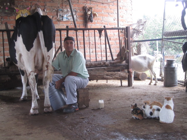 Milking the cow