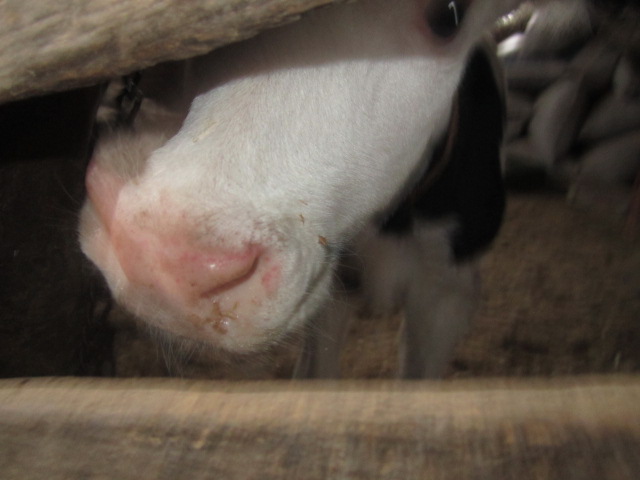Calf