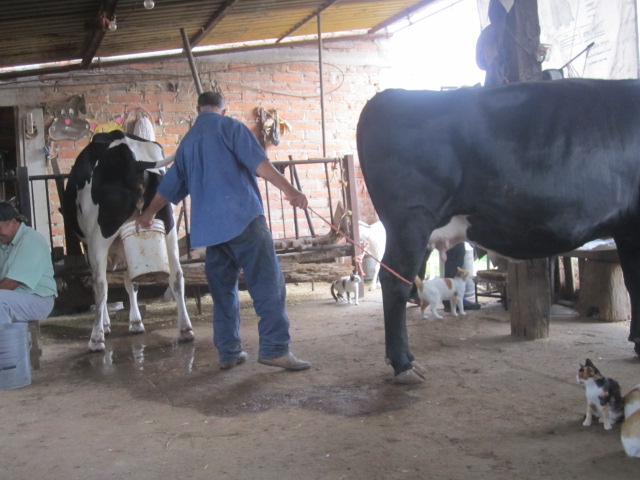 Man with cows