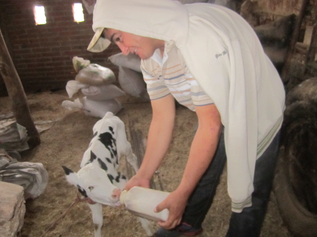 Calf drinking milk