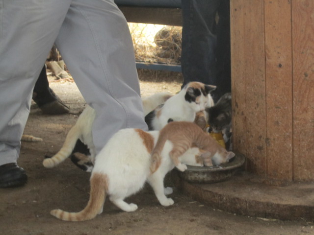 cats drinking milk