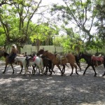 Horses in La Floresta