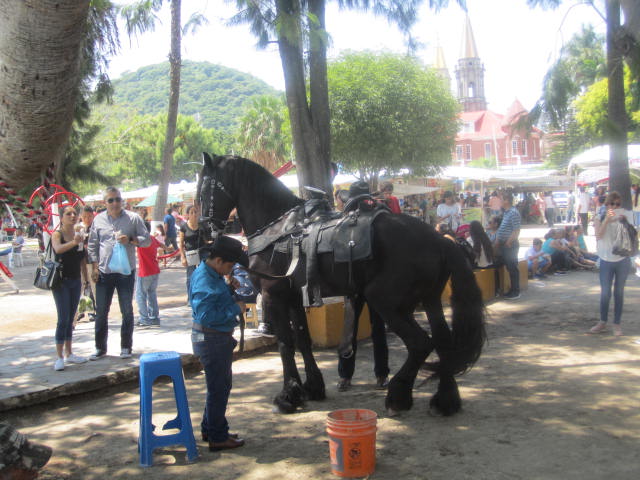 Friesian horse