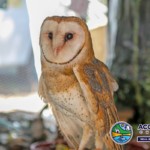 Owl at the Chili Cook off Chapala