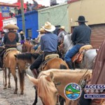 Horses in Parade Mexico